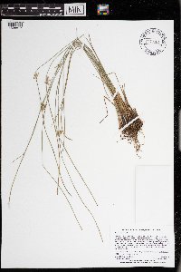 Juncus filiformis image