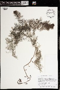 Utricularia vulgaris image