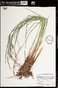 Carex stricta image