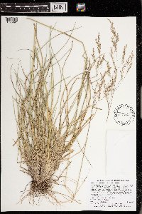 Deschampsia cespitosa subsp. cespitosa image