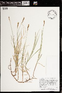 Carex siccata image