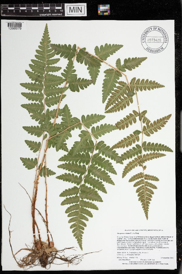 Dryopteris cristata image