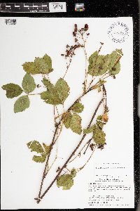 Rubus ablatus image