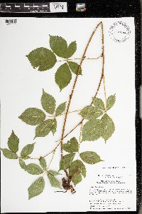 Rubus ablatus image