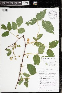 Rubus allegheniensis image