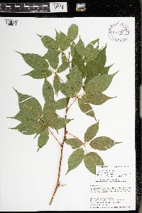 Rubus allegheniensis image