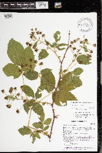 Rubus alumnus image