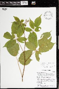 Rubus alumnus image