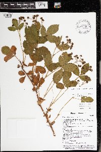 Rubus dissensus image