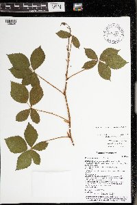 Rubus dissensus image