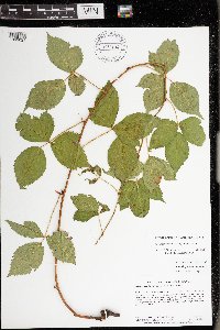 Rubus ferrofluvius image