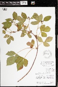 Rubus ferrofluvius image