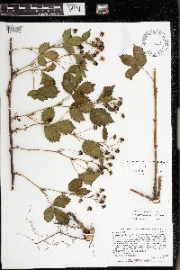 Rubus ferrofluvius image