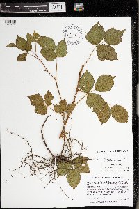 Rubus ferrofluvius image