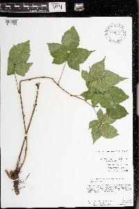 Rubus frondosus image