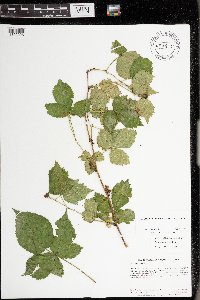 Rubus frondosus image