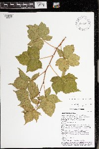 Rubus frondosus image