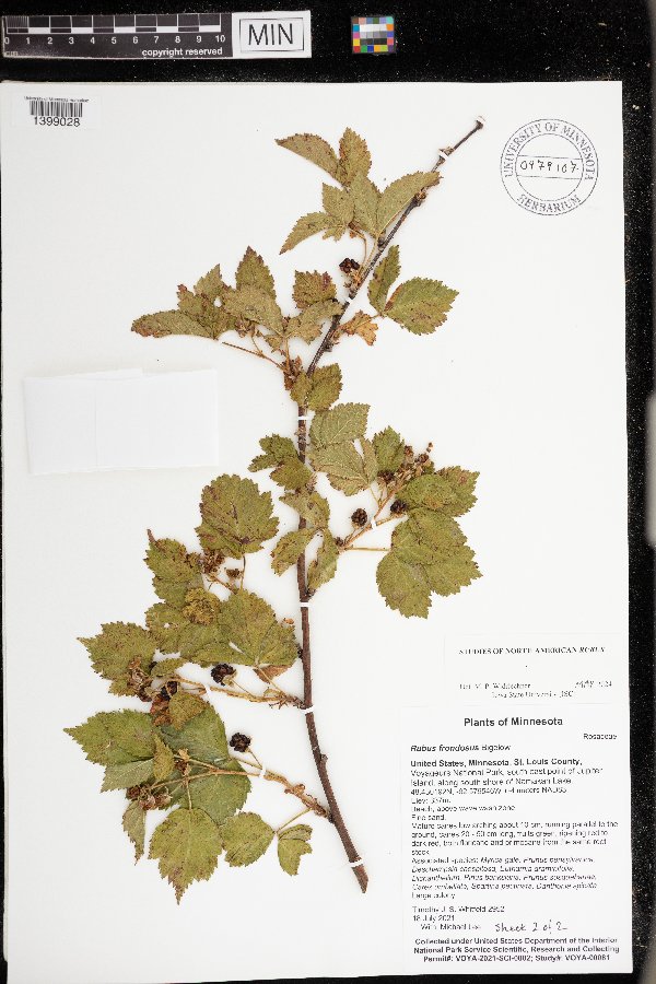 Rubus frondosus image