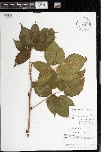 Rubus frondosus image