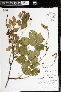 Rubus frondosus image