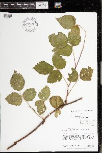 Rubus frondosus image