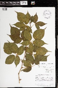 Rubus frondosus image