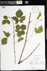 Rubus frondosus image