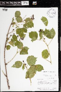 Rubus frondosus image