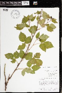 Rubus frondosus image