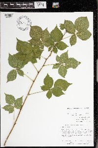 Rubus frondosus image