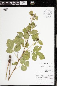 Rubus frondosus image