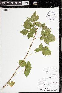 Rubus frondosus image