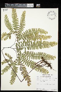 Adiantum pedatum image