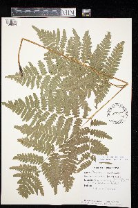 Pteridium aquilinum image