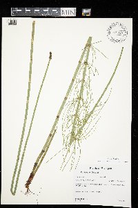 Equisetum fluviatile image