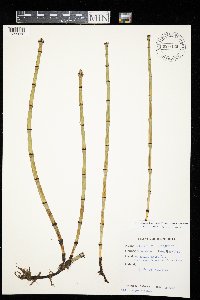 Equisetum hyemale image