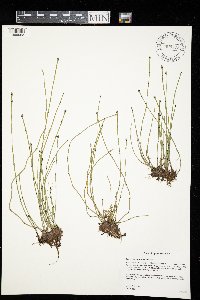 Equisetum variegatum image