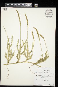 Lycopodium lagopus image