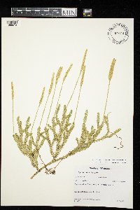 Lycopodium lagopus image