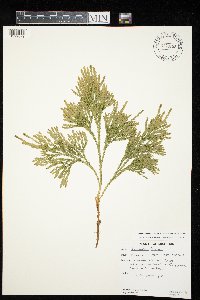 Dendrolycopodium hickeyi image