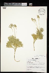 Diphasiastrum tristachyum image