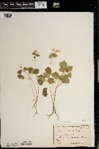 Thalictrum thalictroides image