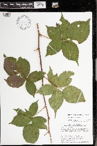 Rubus recurvans image