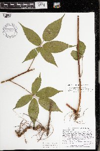 Rubus glandicaulis image