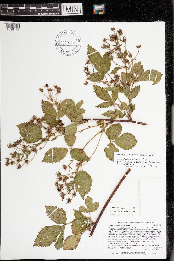 Rubus glandicaulis image