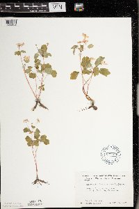 Thalictrum thalictroides image