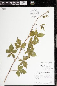 Rubus heterophyllus image