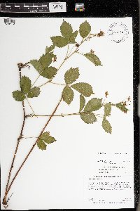 Rubus heterophyllus image