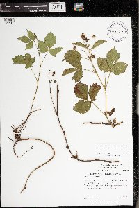 Rubus heterophyllus image