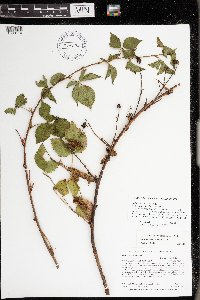 Rubus heterophyllus image